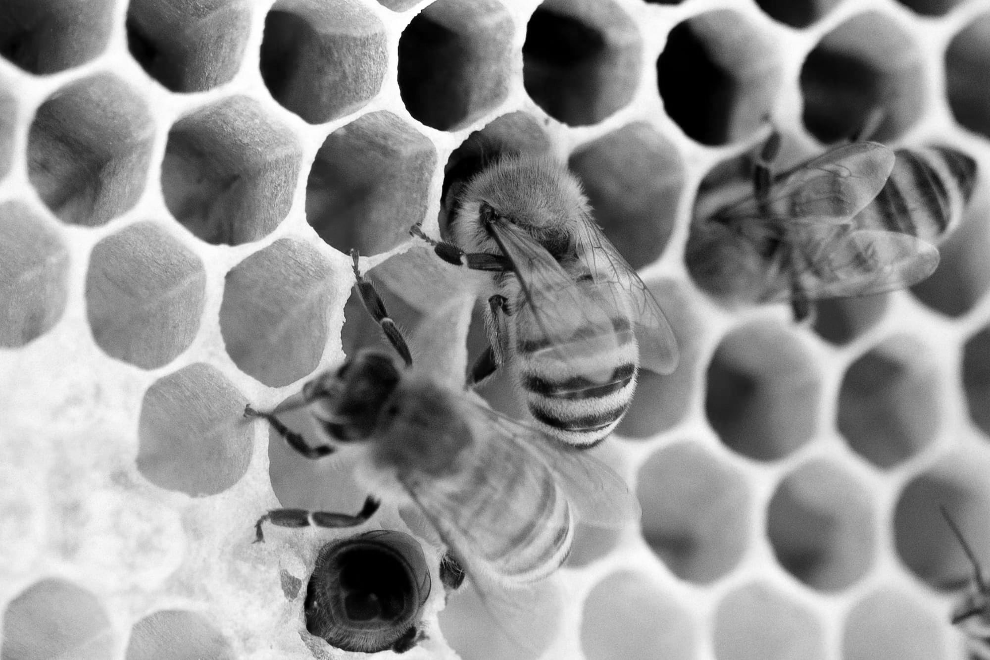 Si un Manager de transition était un animal, il serait … une abeille ?