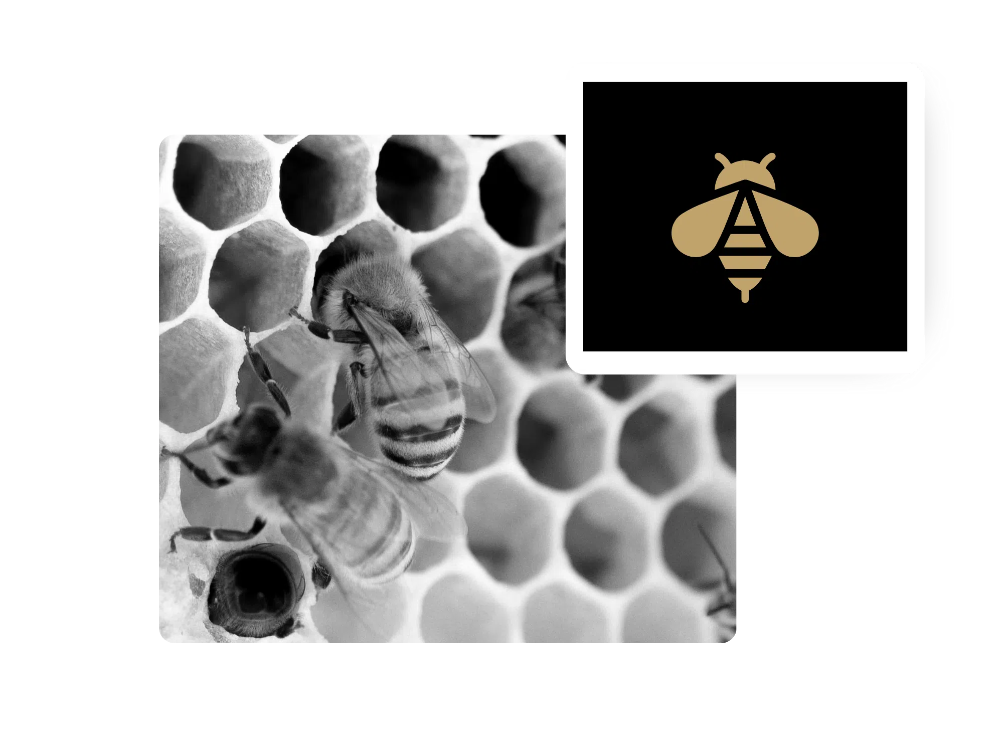 Si un Manager de transition était un animal, il serait … une abeille